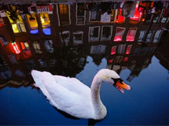 Swan swimming in the Amsterdam Red Light District
